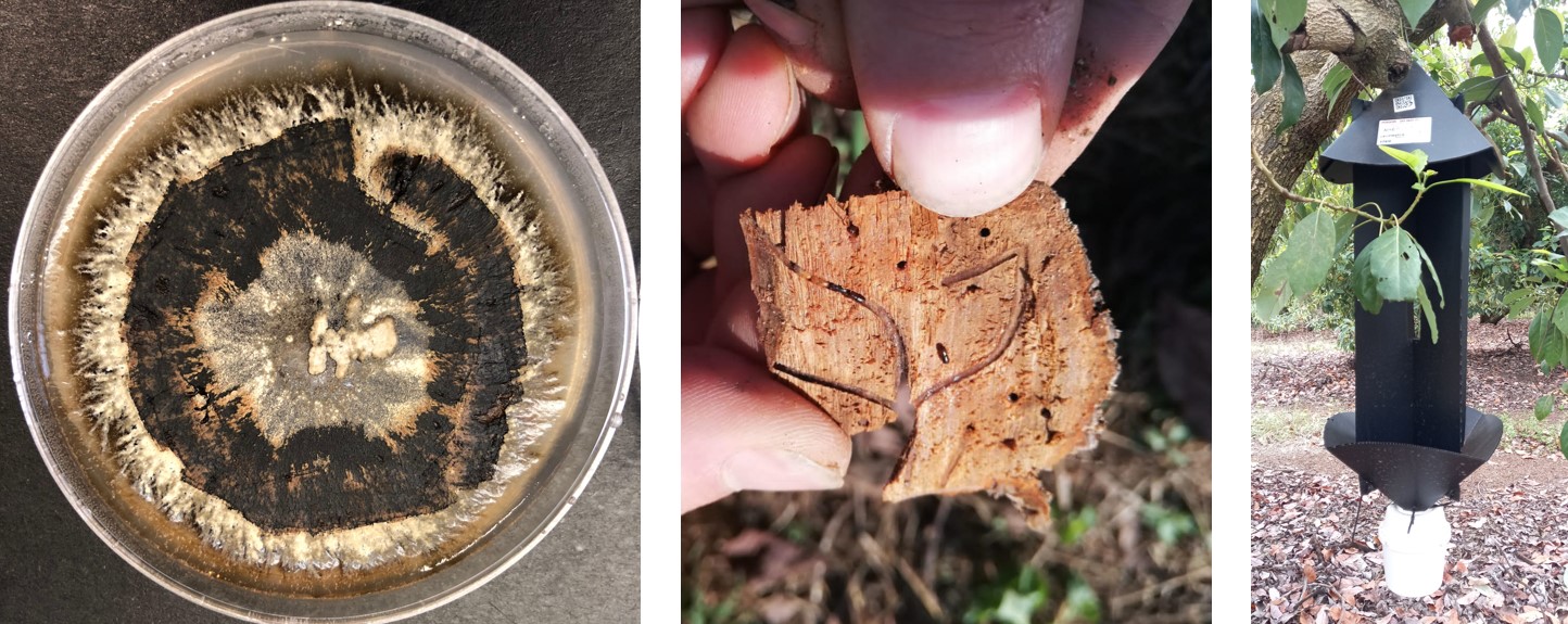 Ambrosia Beetles Combination