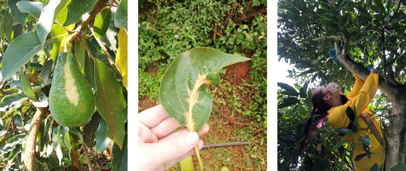 ASBVd Image Combination