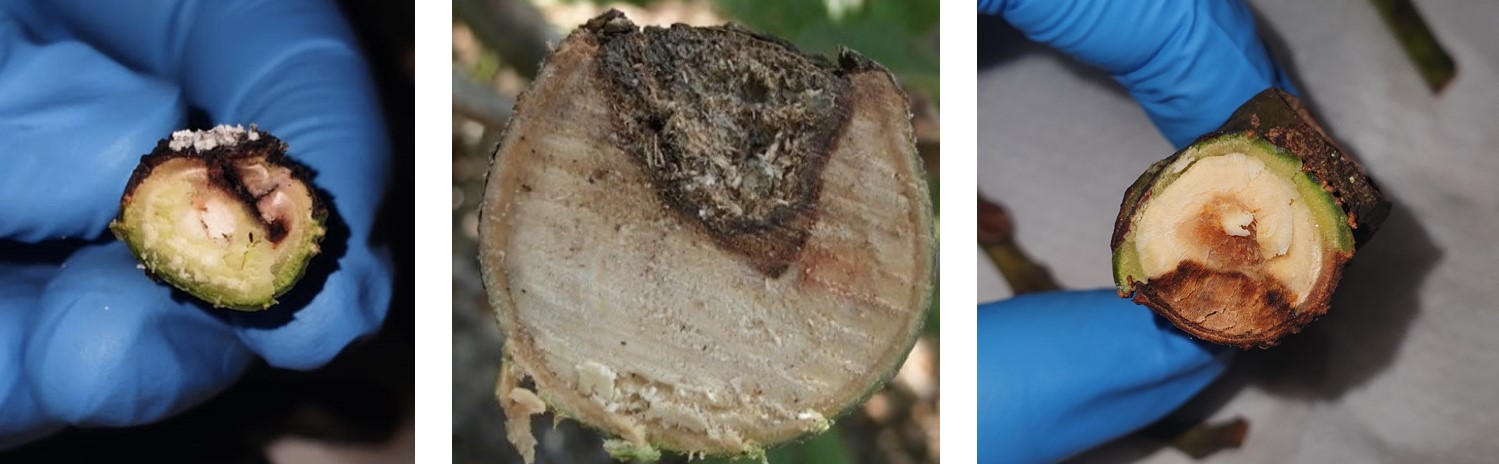 Avocado Branch Canker Combination