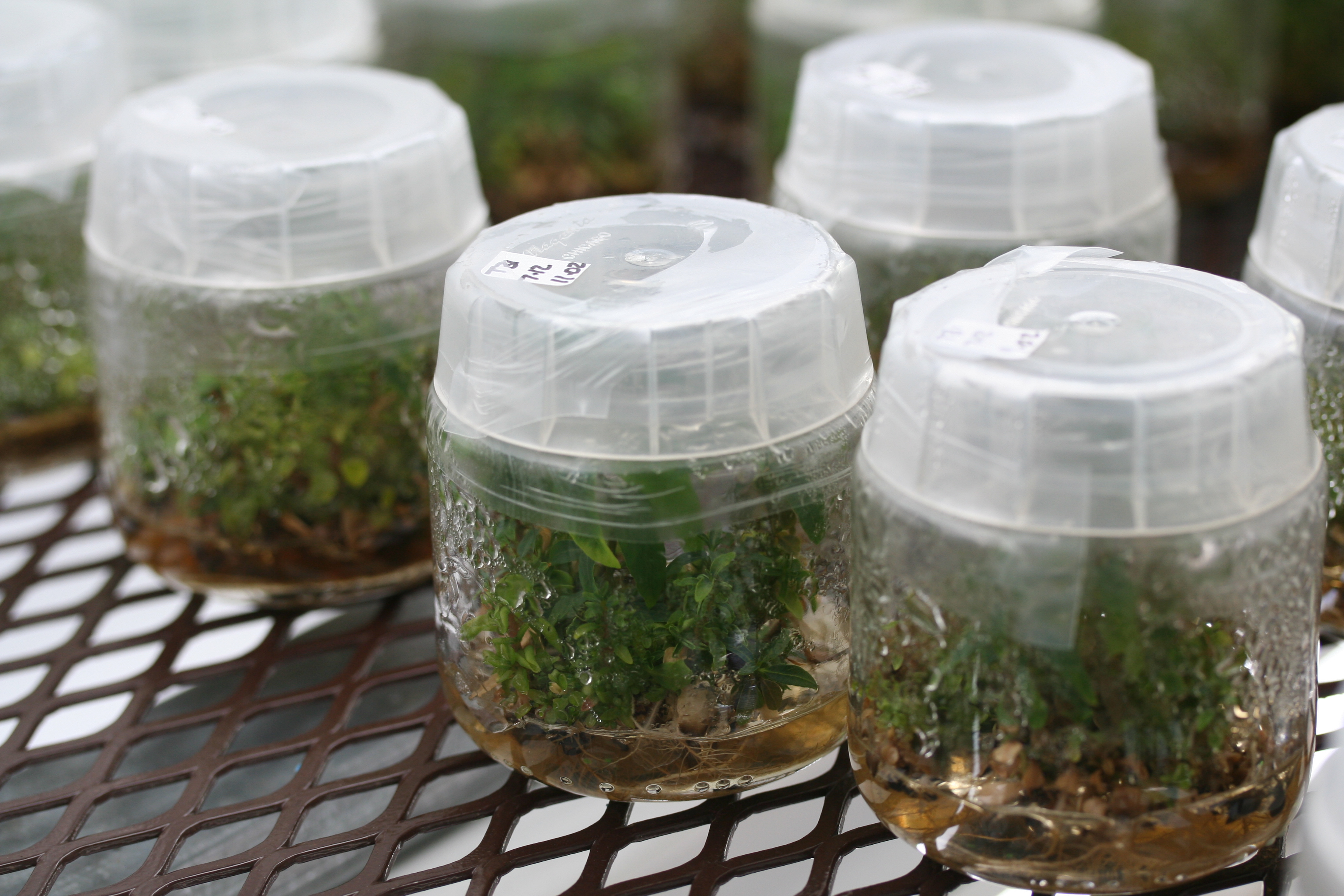 Eucalyptus tissue culture