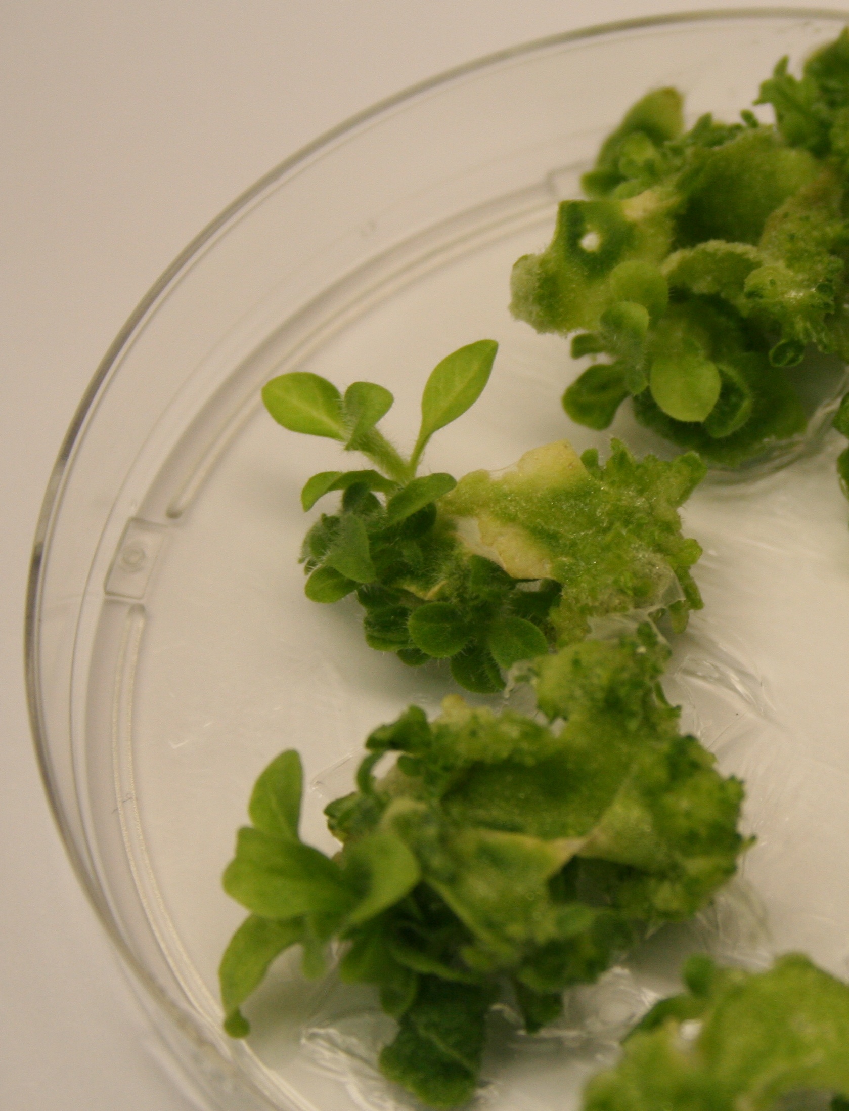 Tissue Culture