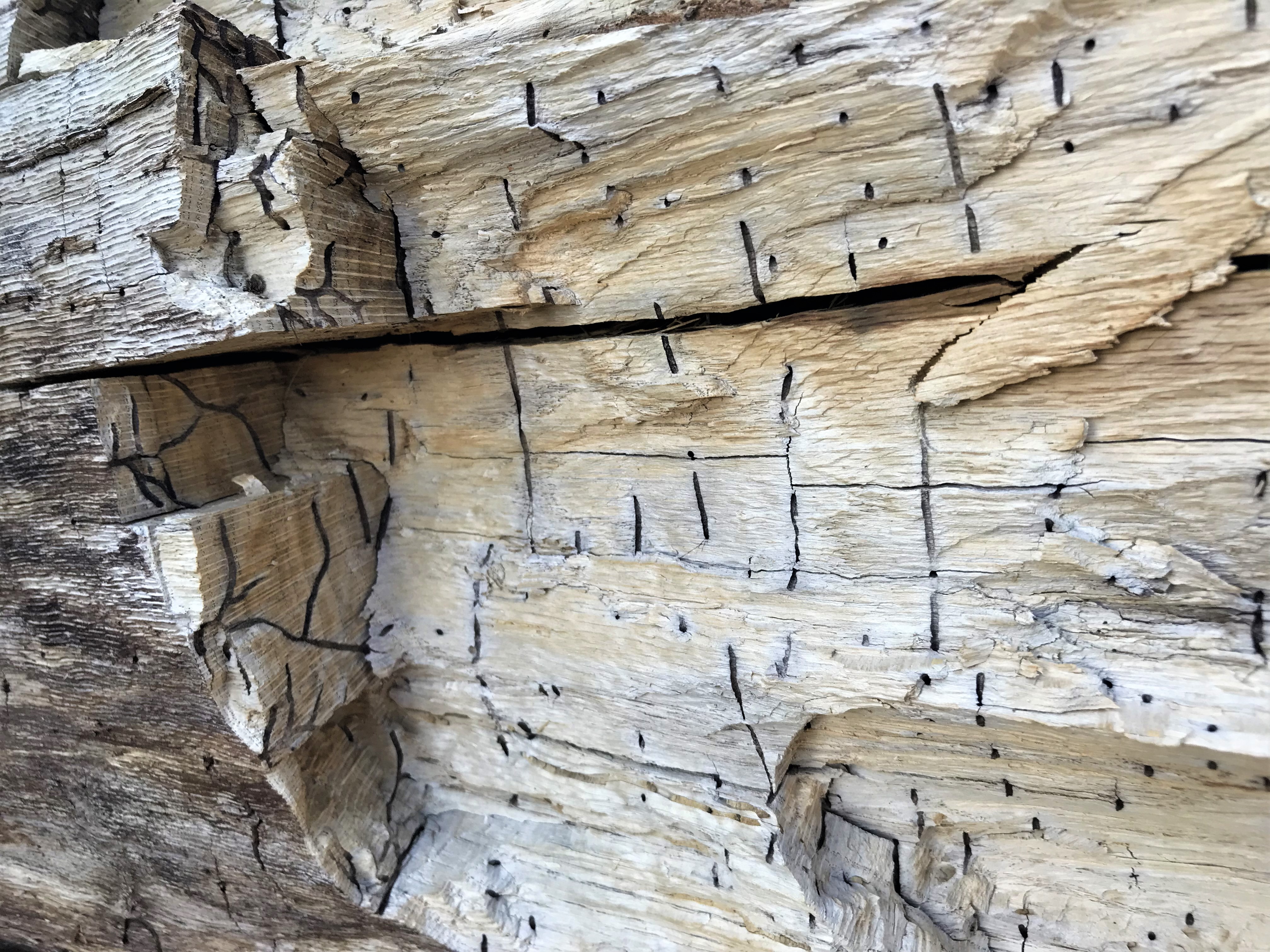 pshb oak