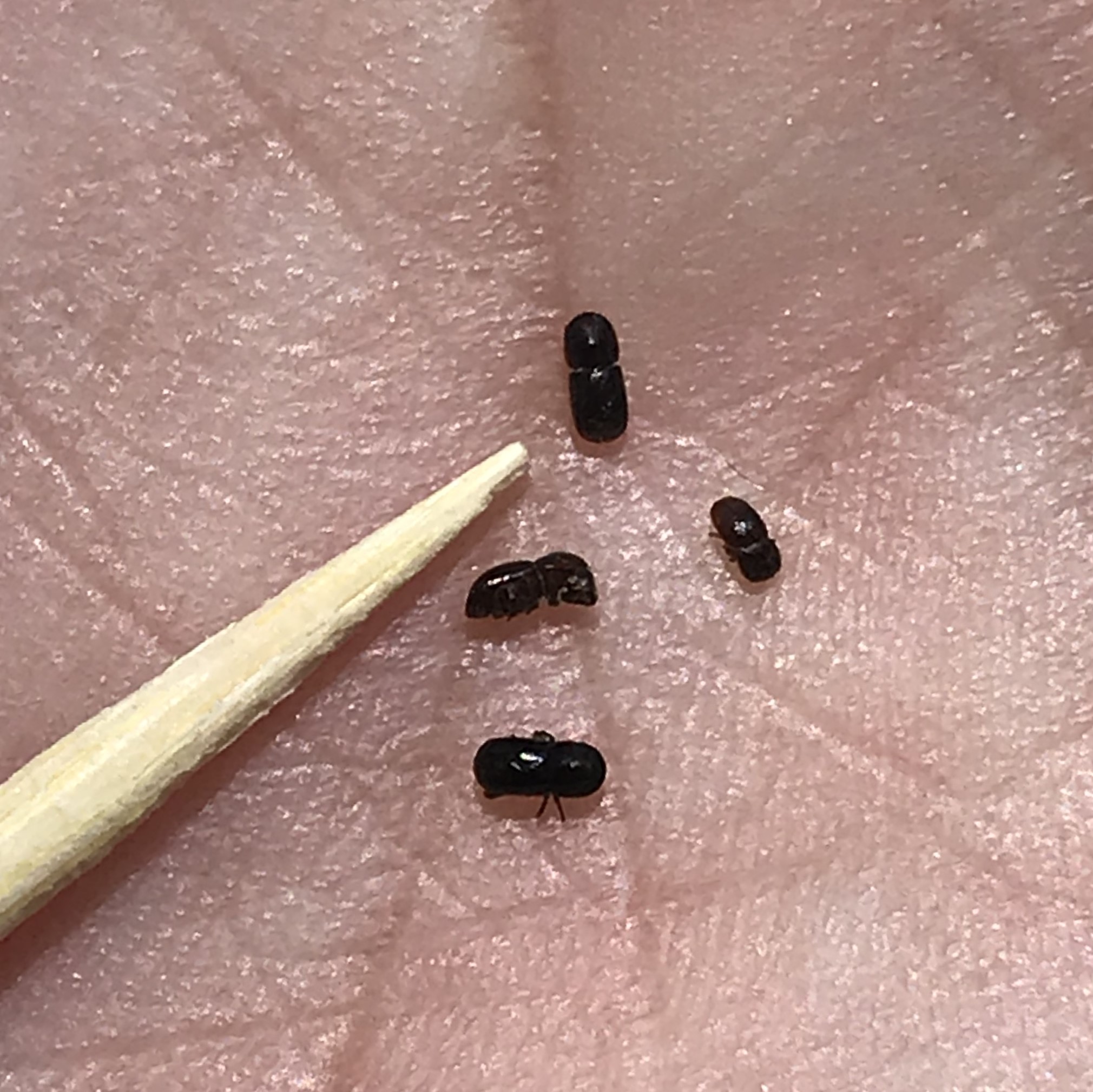 pshb beetles1